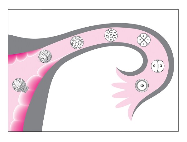 高温期:排卵から着床まで