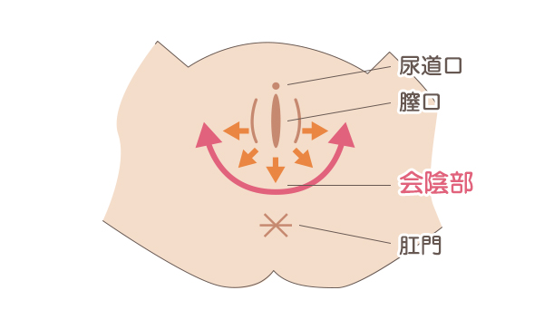 会陰部