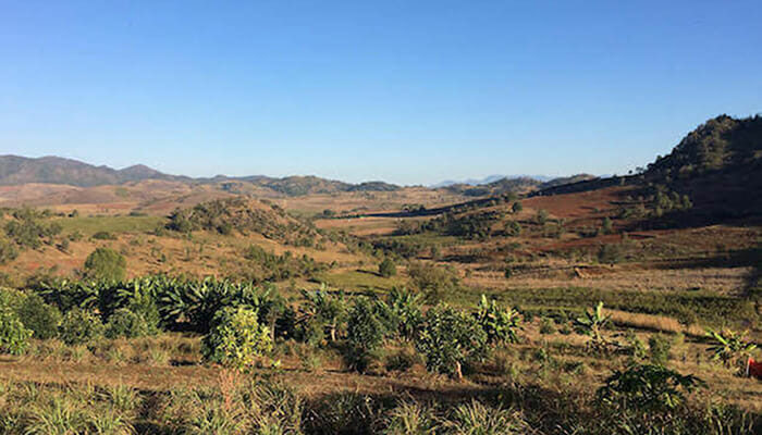 ミャンマーの農家さんとこだわって作った「たんぽぽコーヒー」